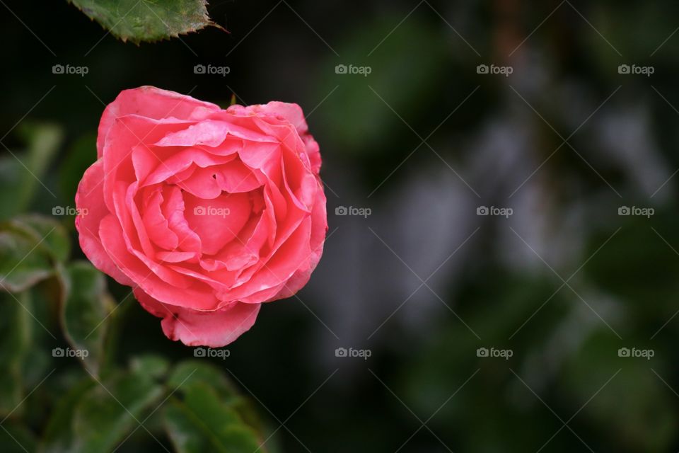 Pink rose