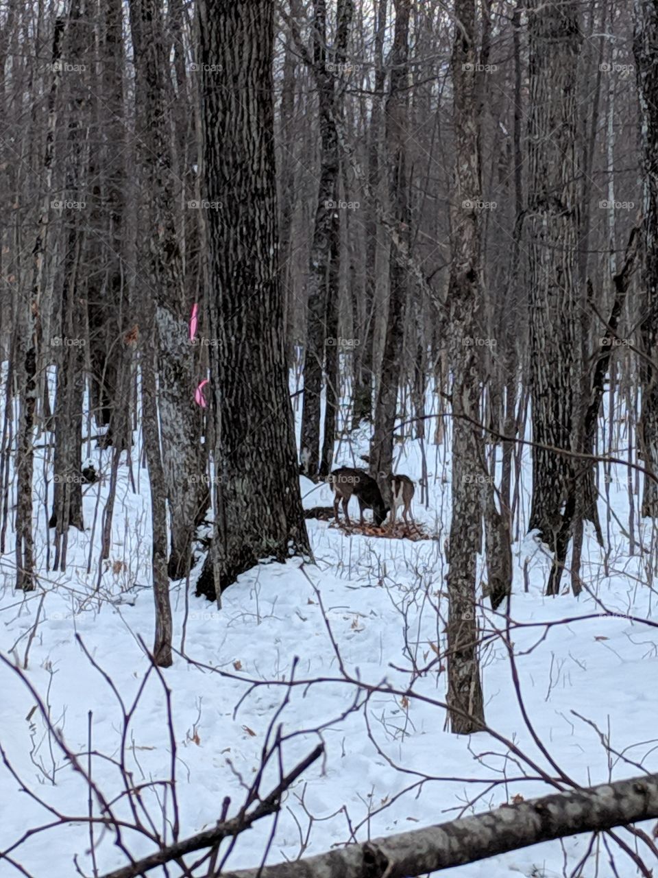 second day of Wisconsin gun deer season 2018