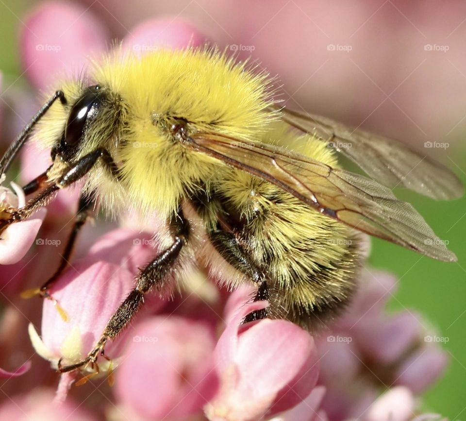 Bumblebee on milkweed flowers 