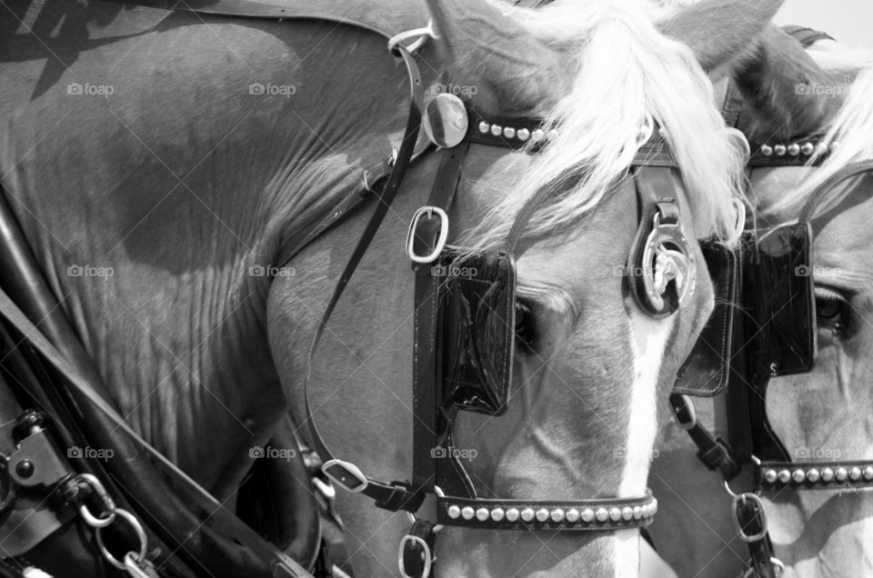 Draft Horses. At the Reardan Mule Days parade