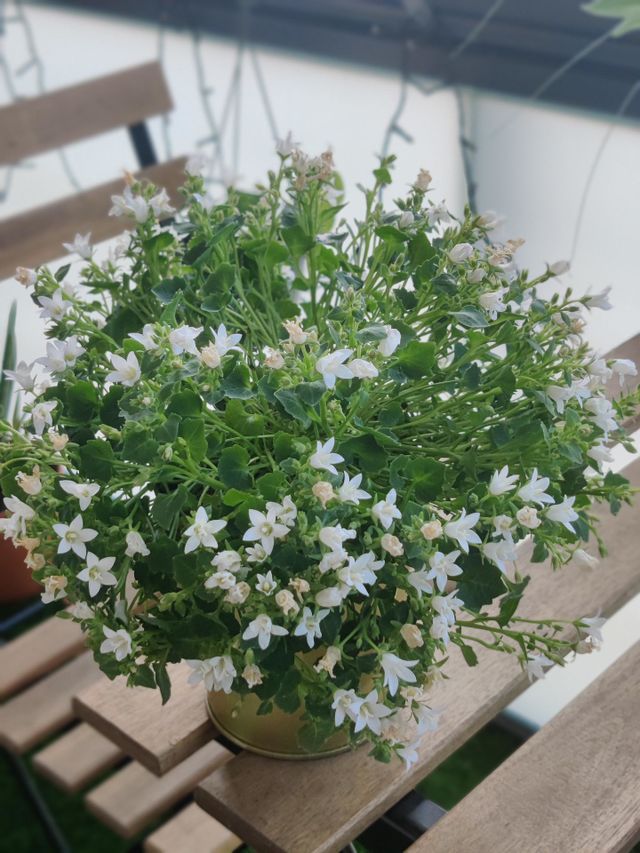 flowers 🌹🌹