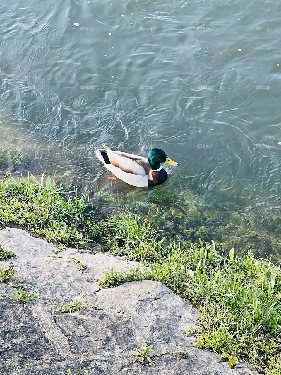 a duck