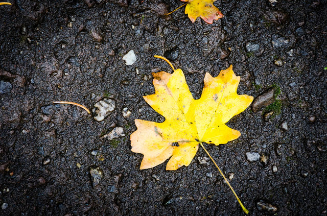 Nature, Leaf, No Person, Fall, Texture