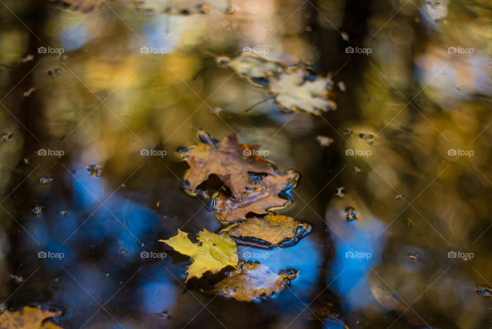 Fall leaves floating