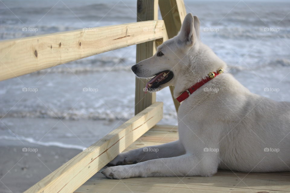 Dog at Beach