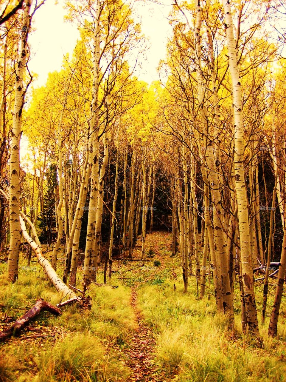 Autumn aspens 