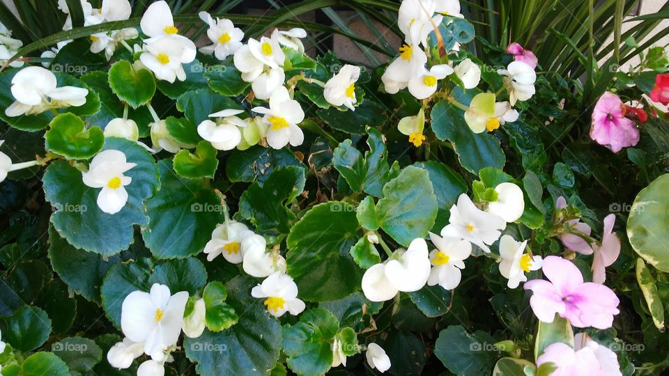 Flower, Nature, Leaf, Flora, Garden