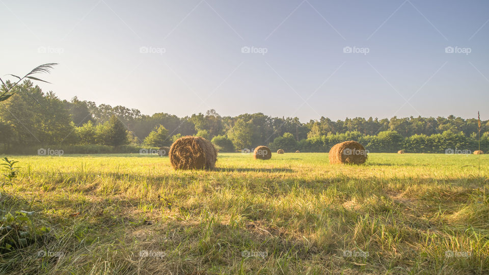 Milicz, Staw Słoneczny, Poland