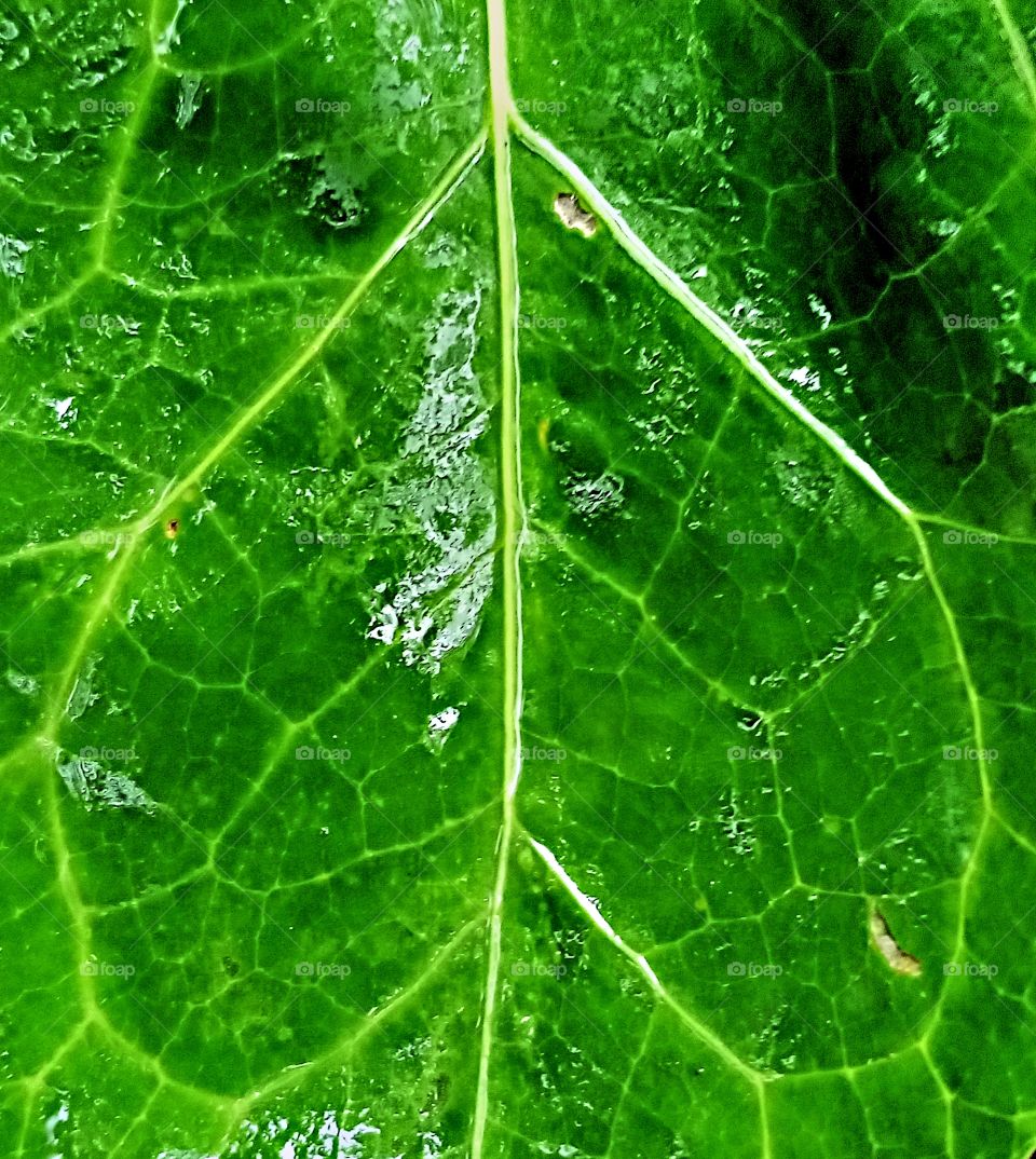 upside down heart shaped vains of a green leaf.