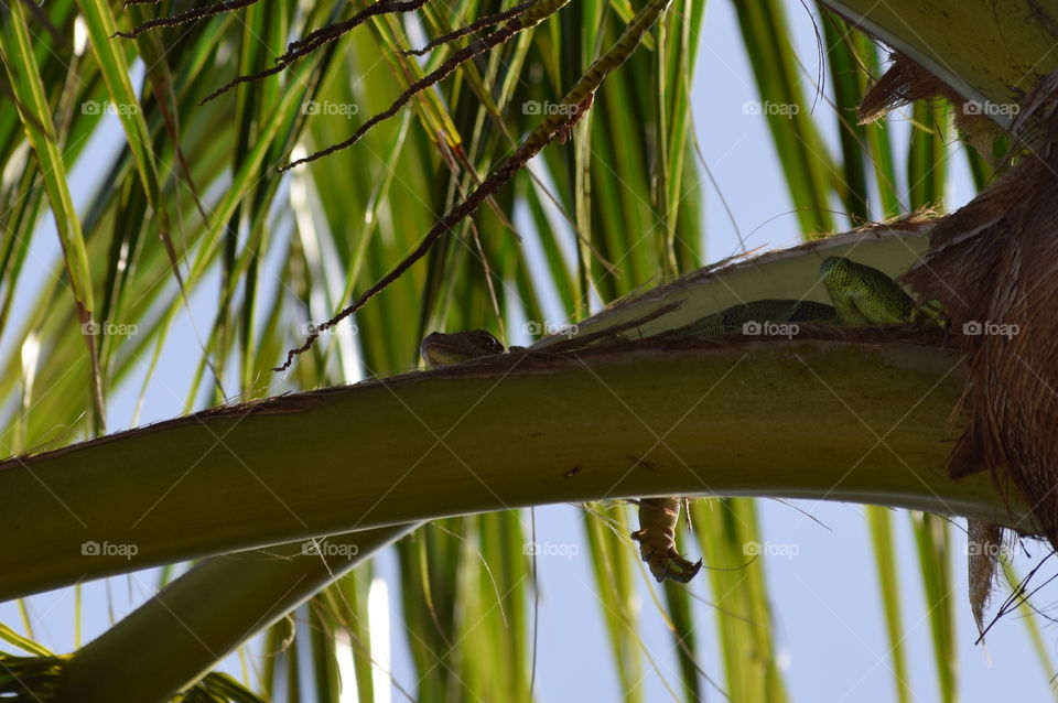 An iguana finds shade to rest in the top of a palm tree in Key West, FL. July 2016.