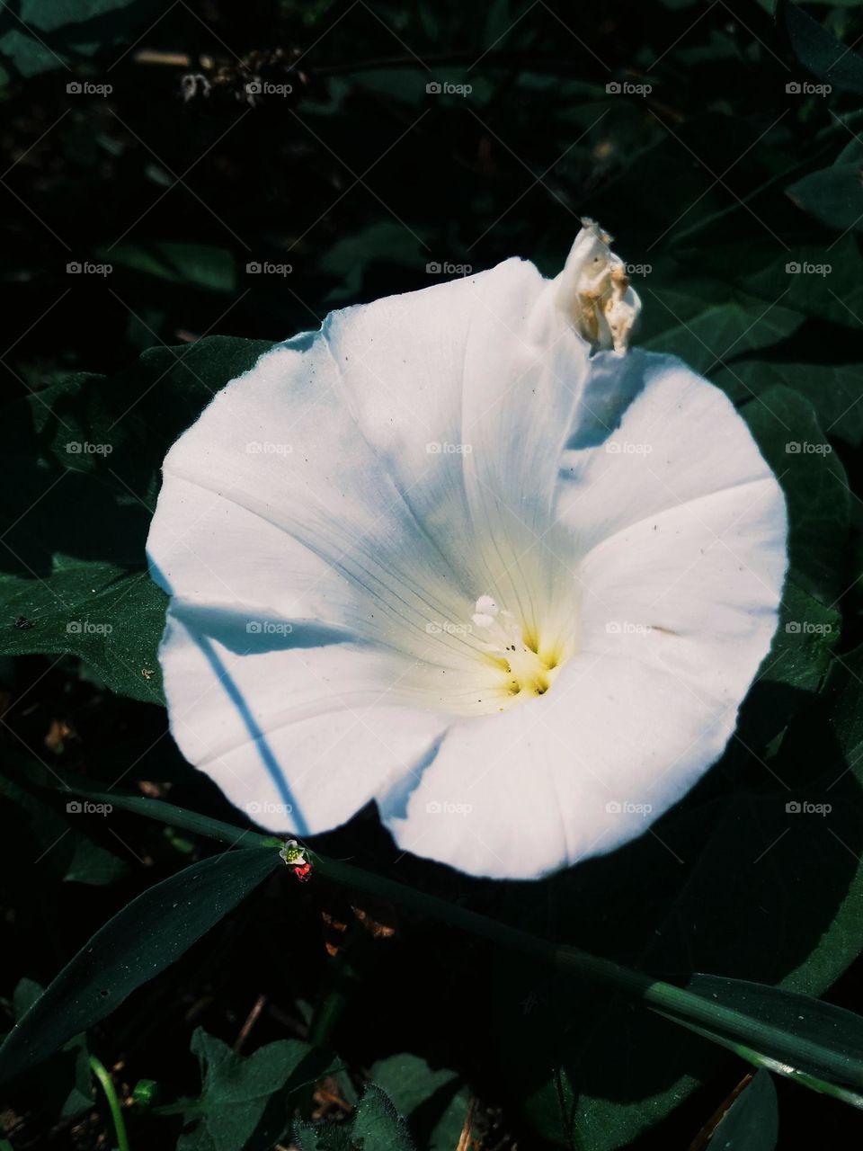 white plant