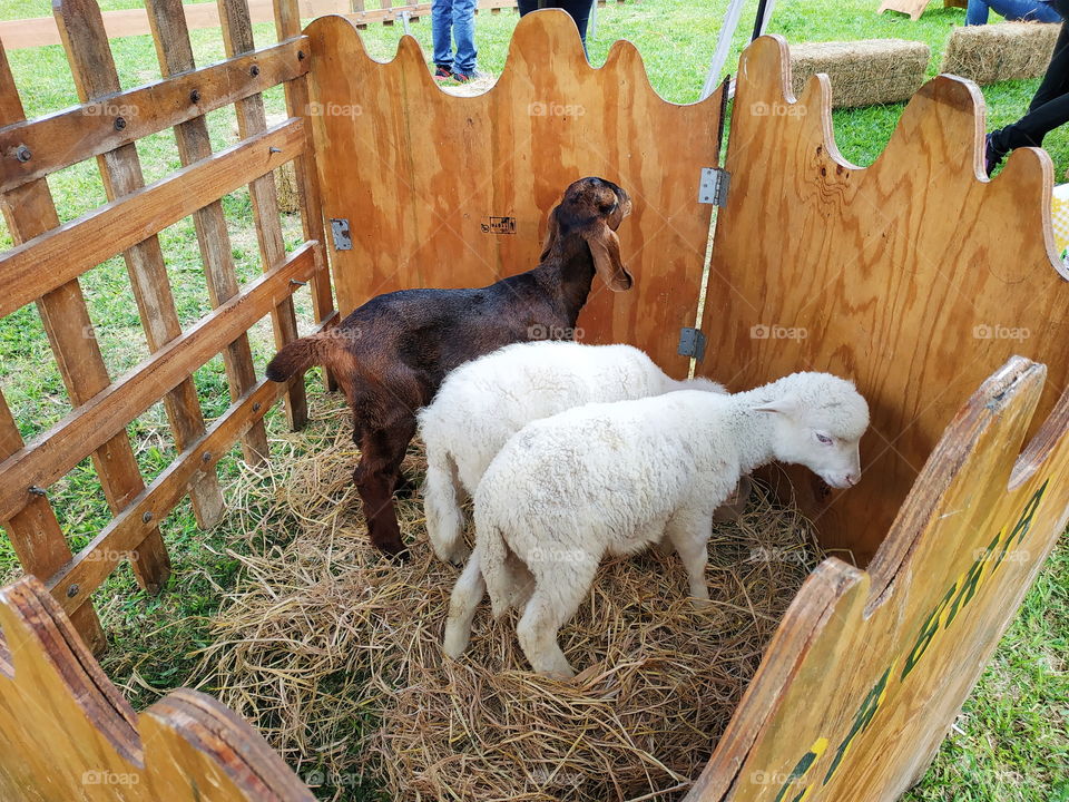 sheep and goat at tha fest