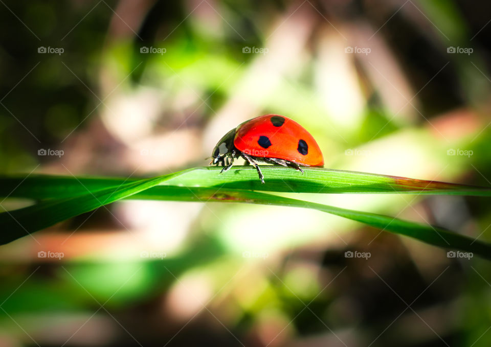 Ladybug