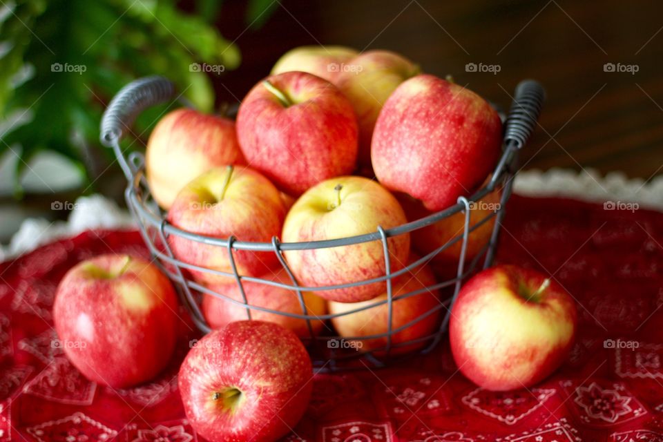 Apple Season - Gala apples in a wire basket on a red bandana-patterned tablecloth with eyelet trim, blurred plant in the background 
