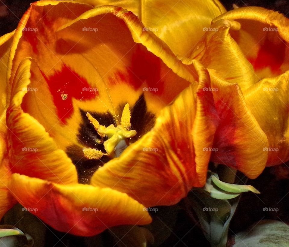 Simplicity of a beautiful yellow tulip
