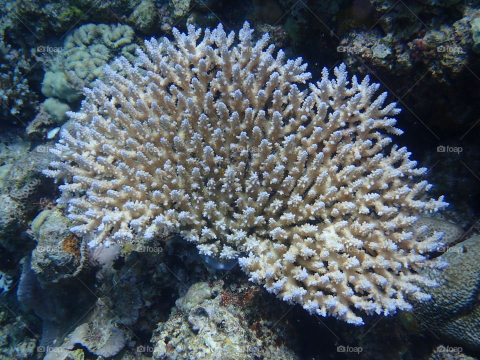 Reef