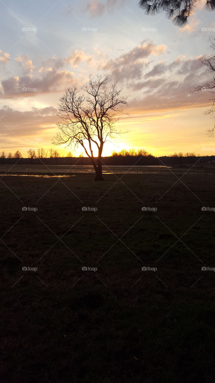 Landscape, Sunset, Dawn, No Person, Tree
