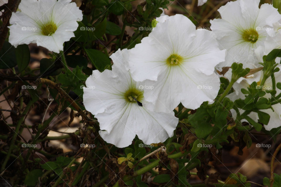 White Flower