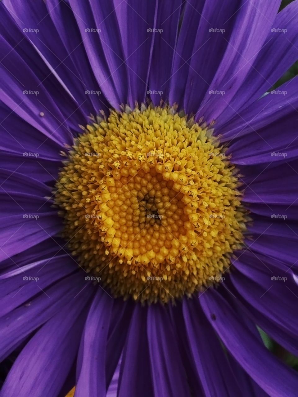 Macro photo of a summer plants