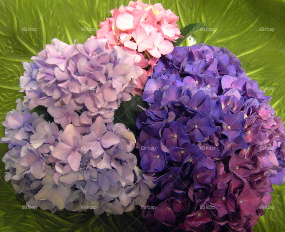 Summer Hydrangea Cuttings