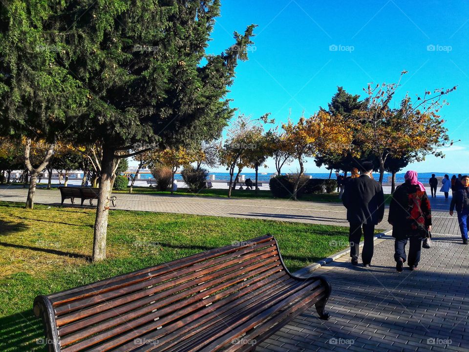 Tree, Landscape, Park, No Person, Bench