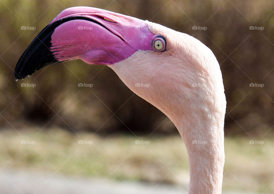 Flamingo's head and neck