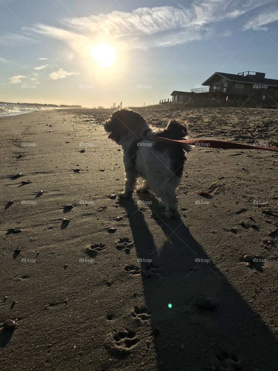 Dog on the Beach