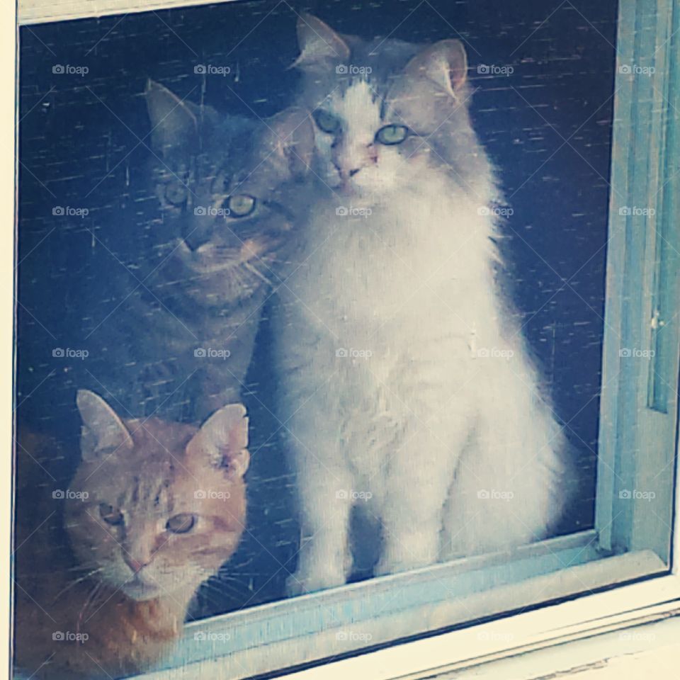 3 amigos. my 3 cats in the window