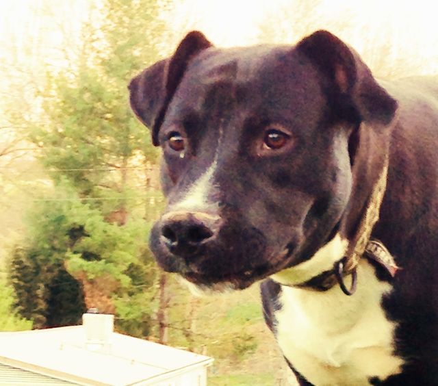 Dog finds home