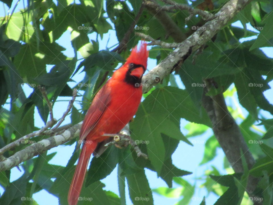 Bird, No Person, Wildlife, Tree, Tropical