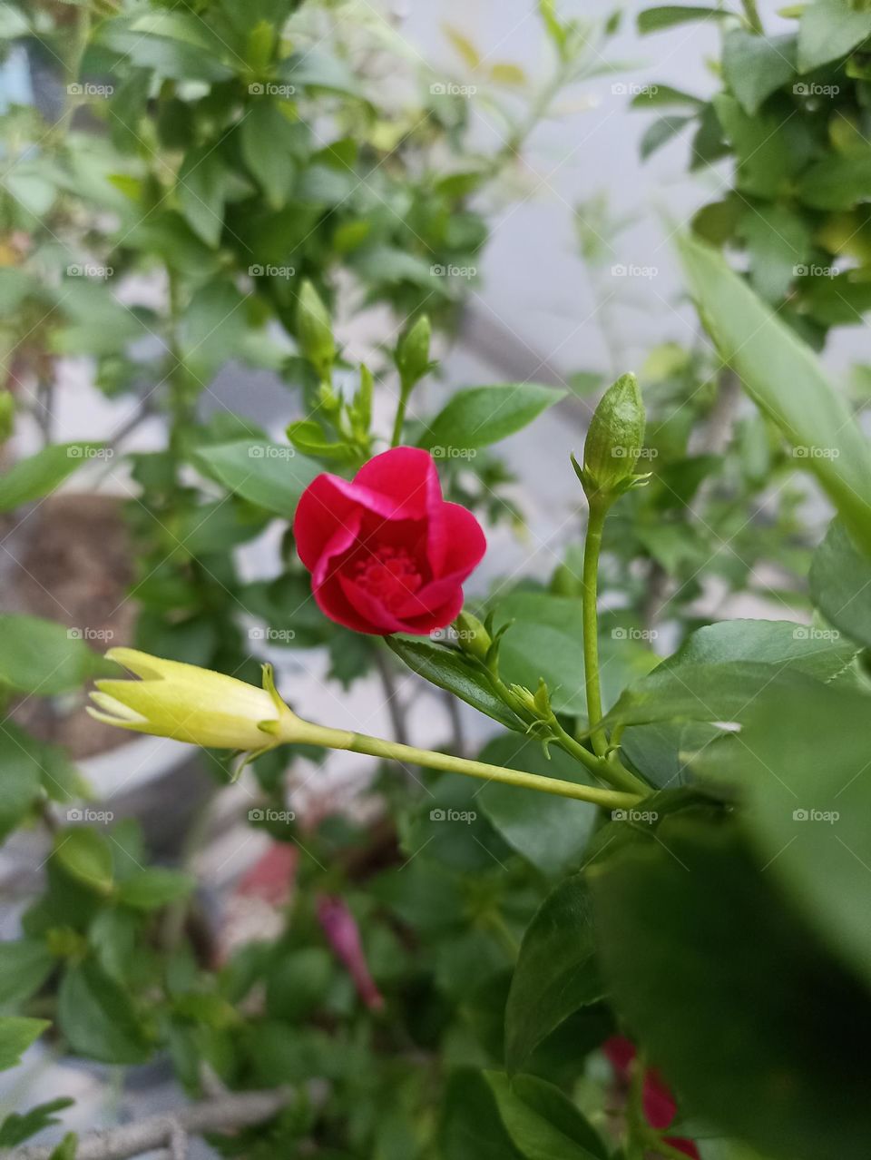 beautiful flowers are going to prove that no one can see how many times have changed