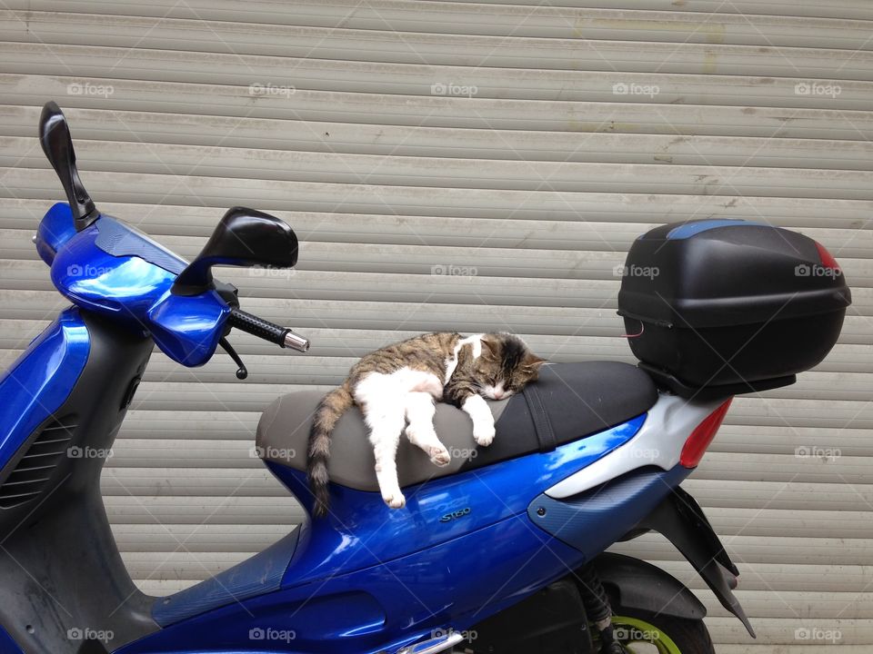 Cat sleeping in the motorcycle 