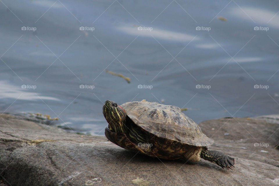 Red-eared slider turtle on rock next to lake 