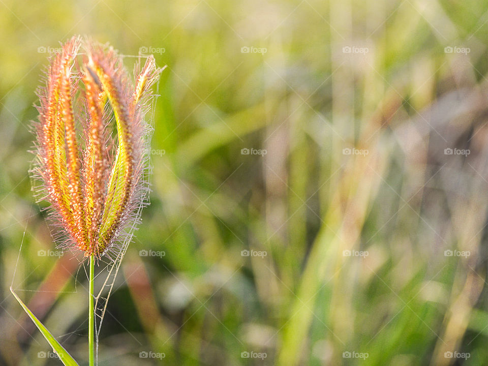 swollen finger grass