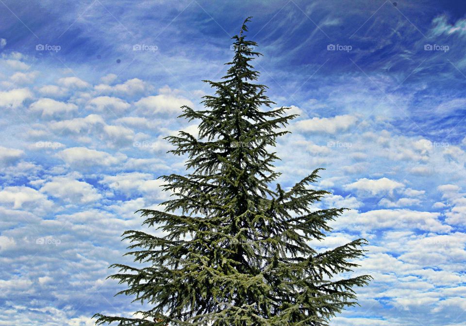 Christmas tree clouds