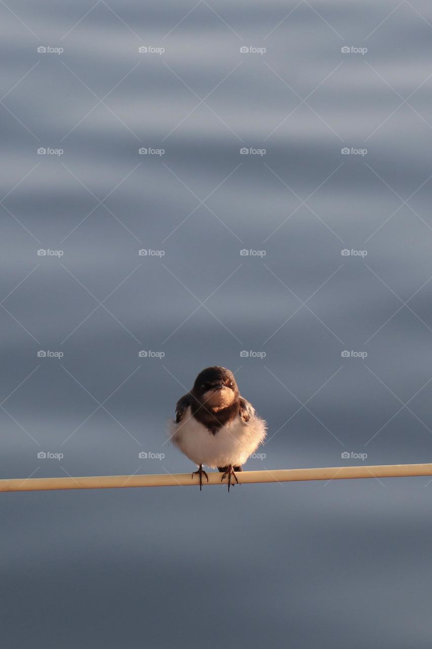 Eine Rauchschwalbe sitzt frontal auf der Bootsleine – leicht zerzaust, als wäre sie eben erst aufgewacht.