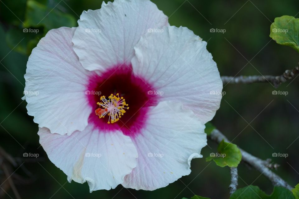 White Hibiscus in Bloom