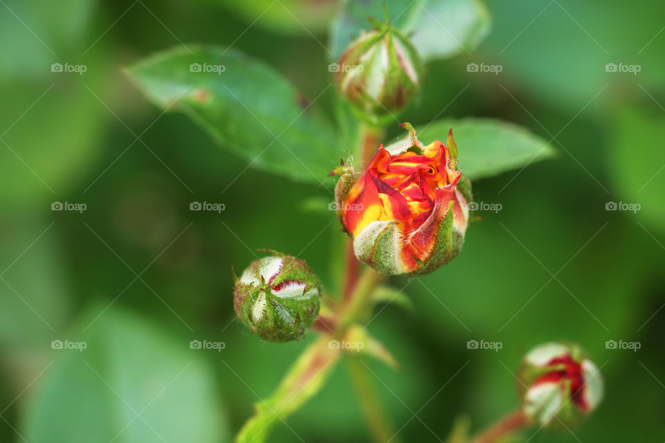 Beautiful roses buds