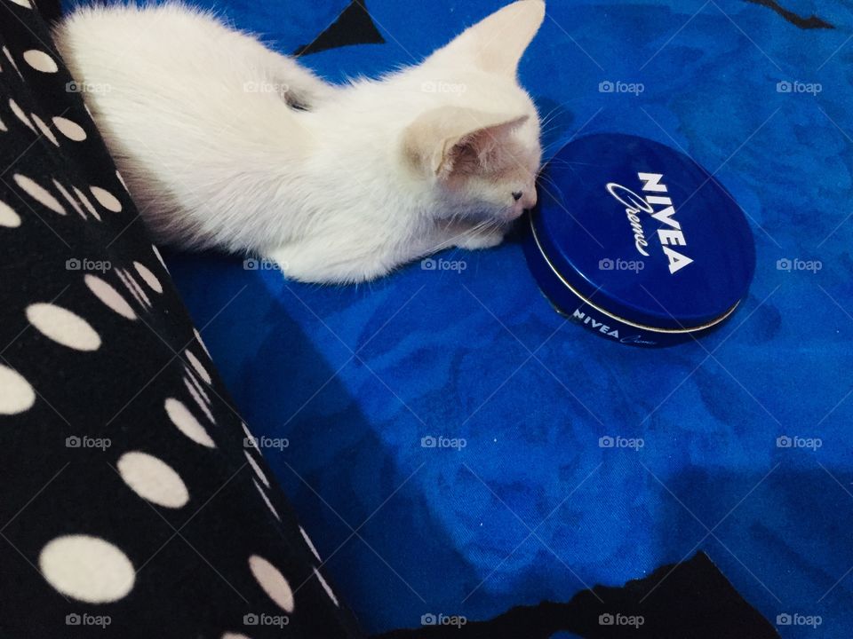 I think my cat love Nivea cream like me