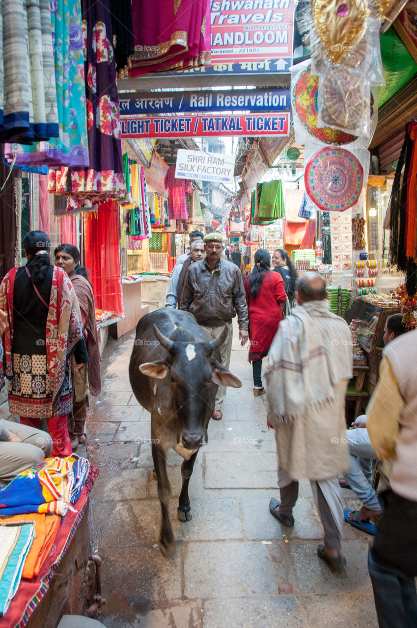 Cow wandering  in a busy shopping street in Varanasi, India