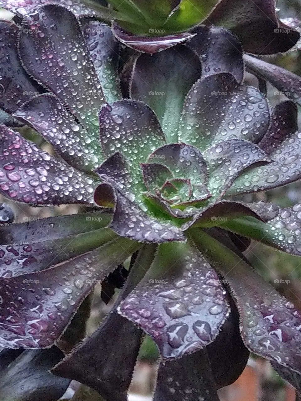 Day and night: raindrops on  the succulent plant in a drizzle day.