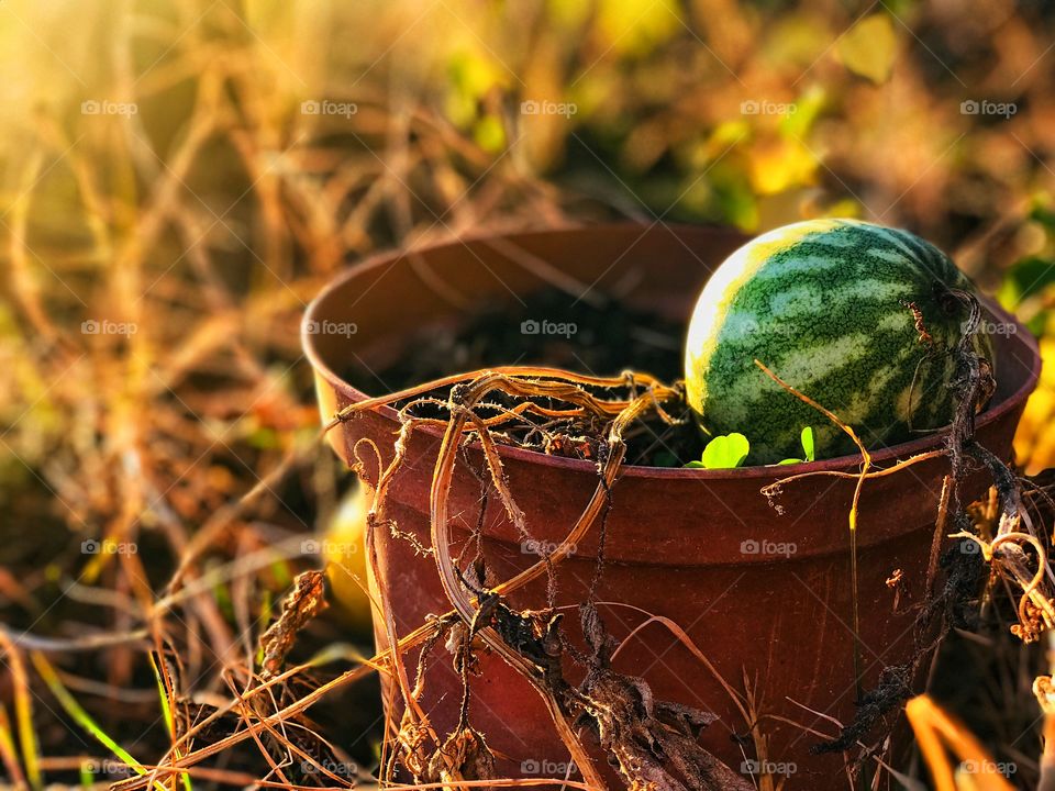 a little watermelon