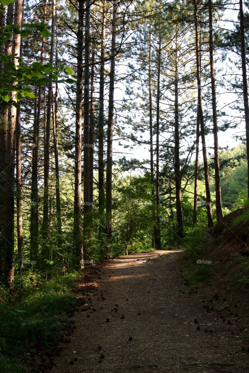 Russian Forest