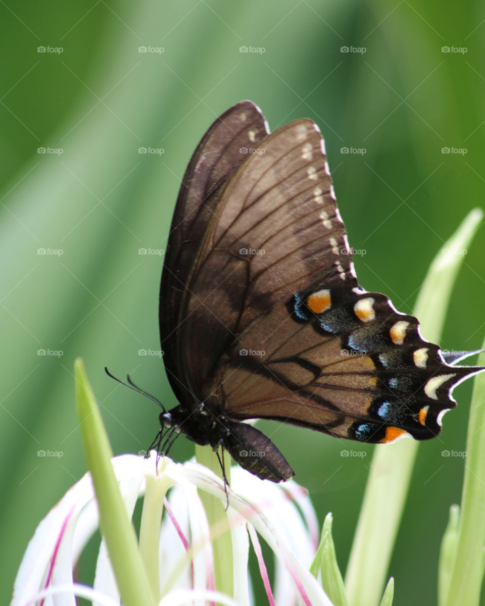 Swallowtail butterfly side view