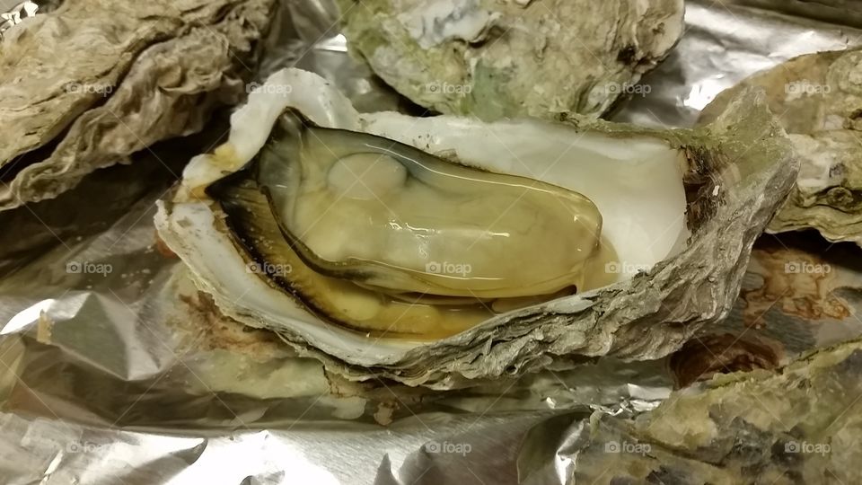 giant oysters. Pacific Coast oyster