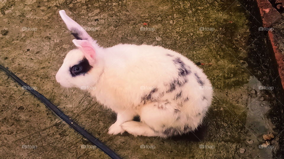 Rabbit India