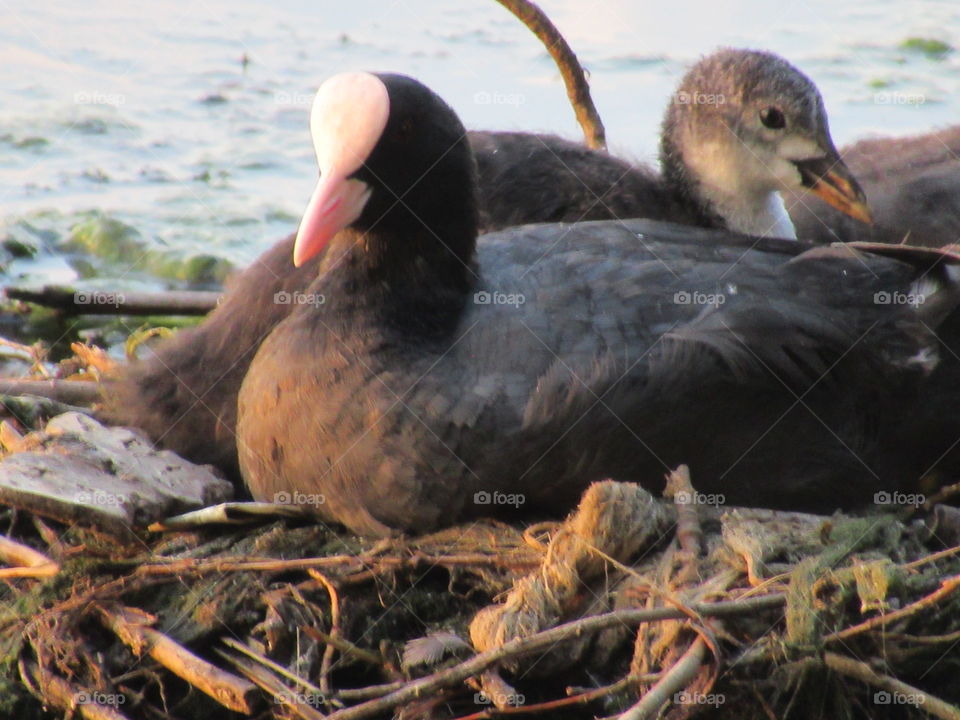 waterfowl nest - common coot with chicks