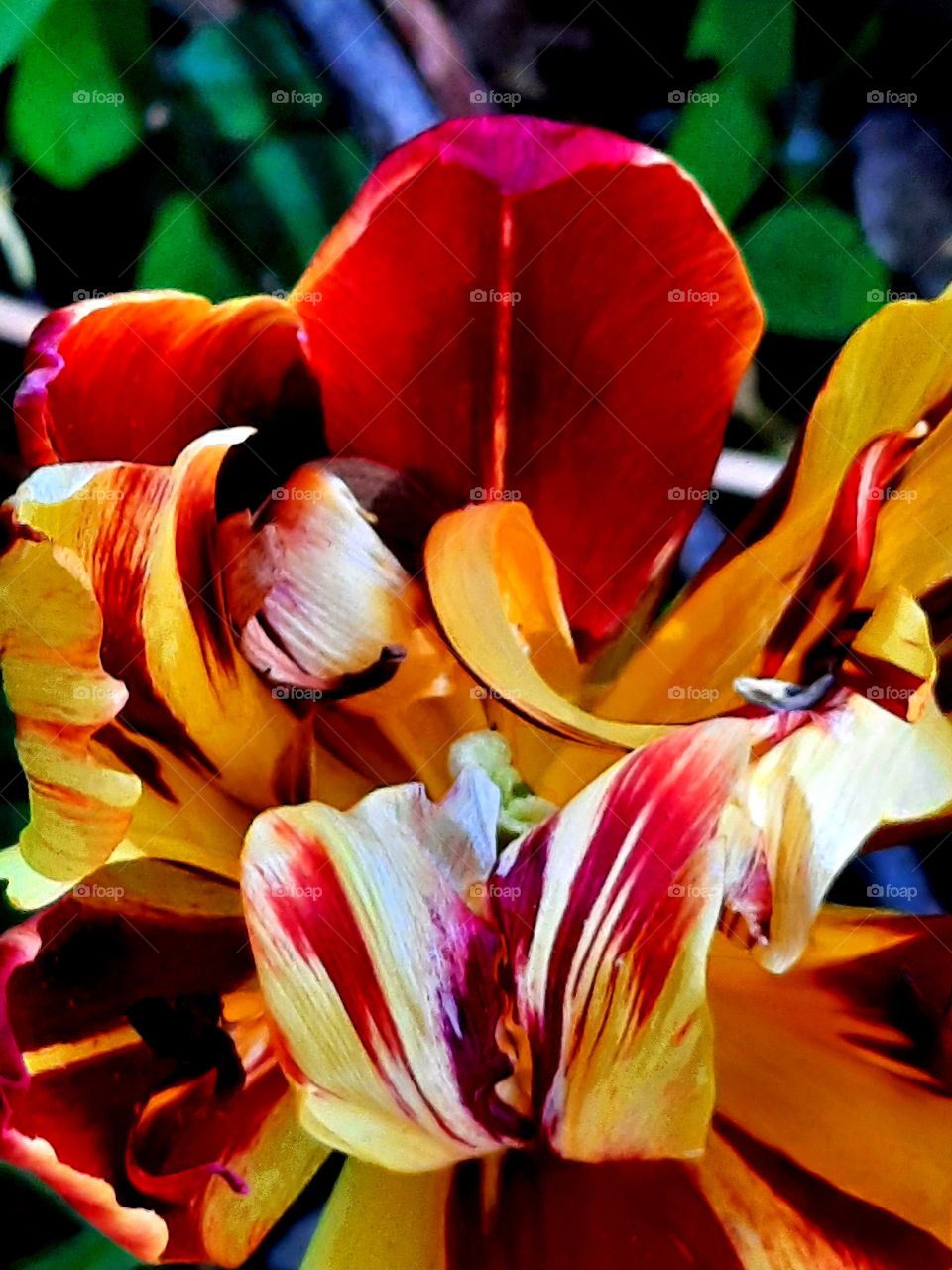 orange parrot tulip against background with blue elements