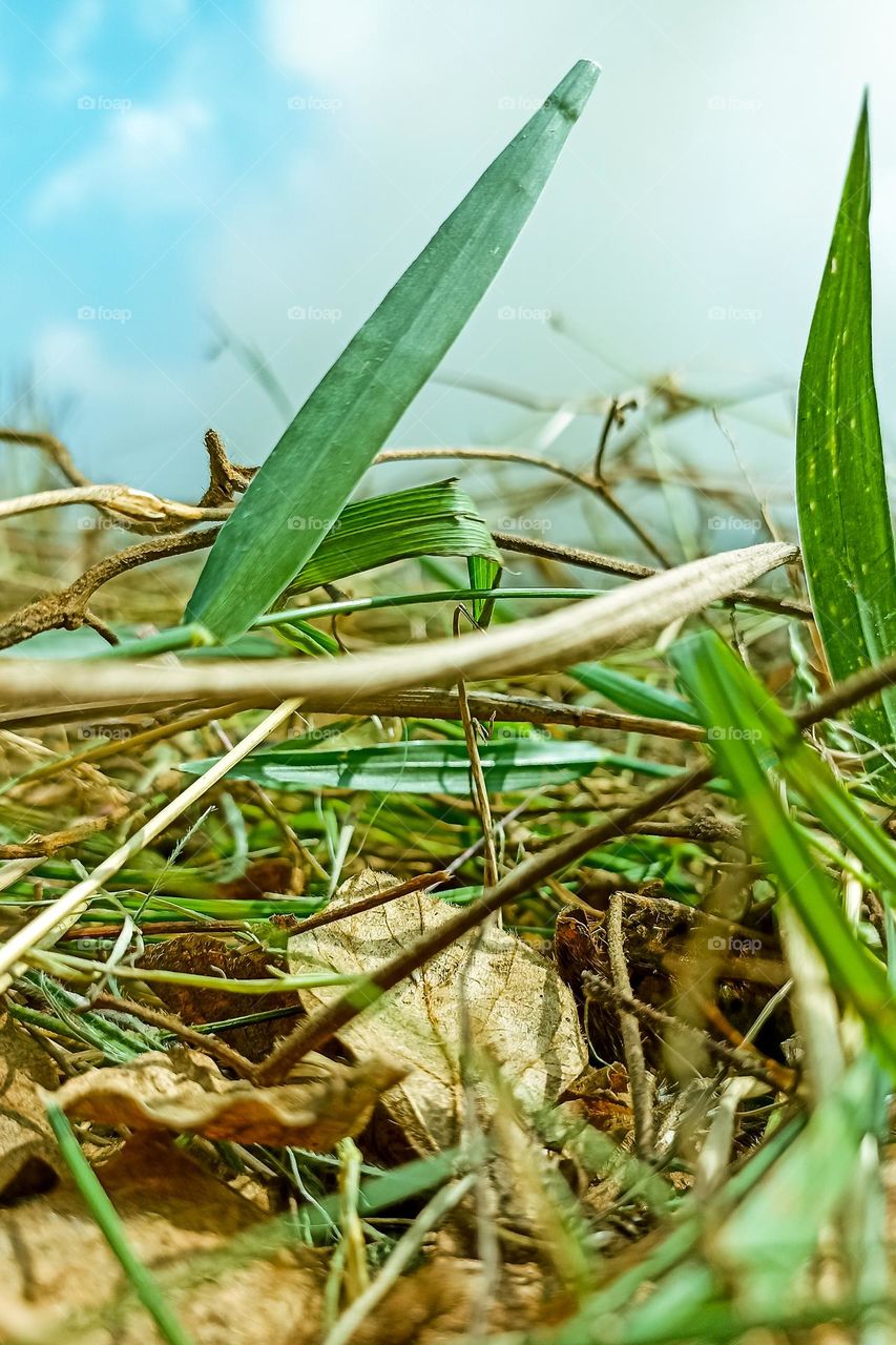 Vines in a field in close-up angle view