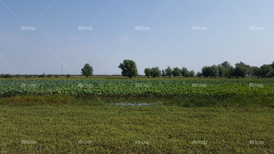 Lotus field 